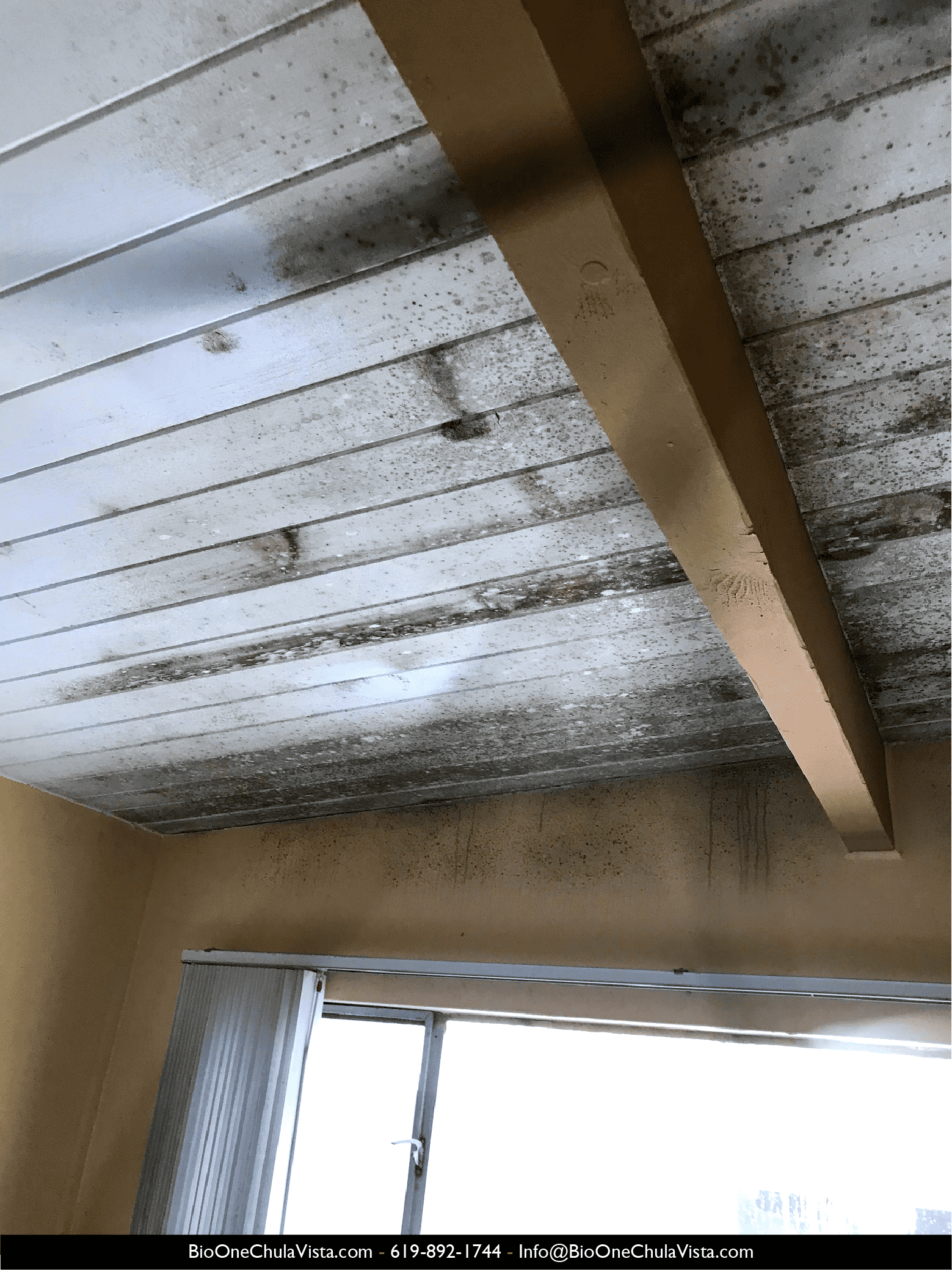 Image shows black mold in a bathroom ceiling.