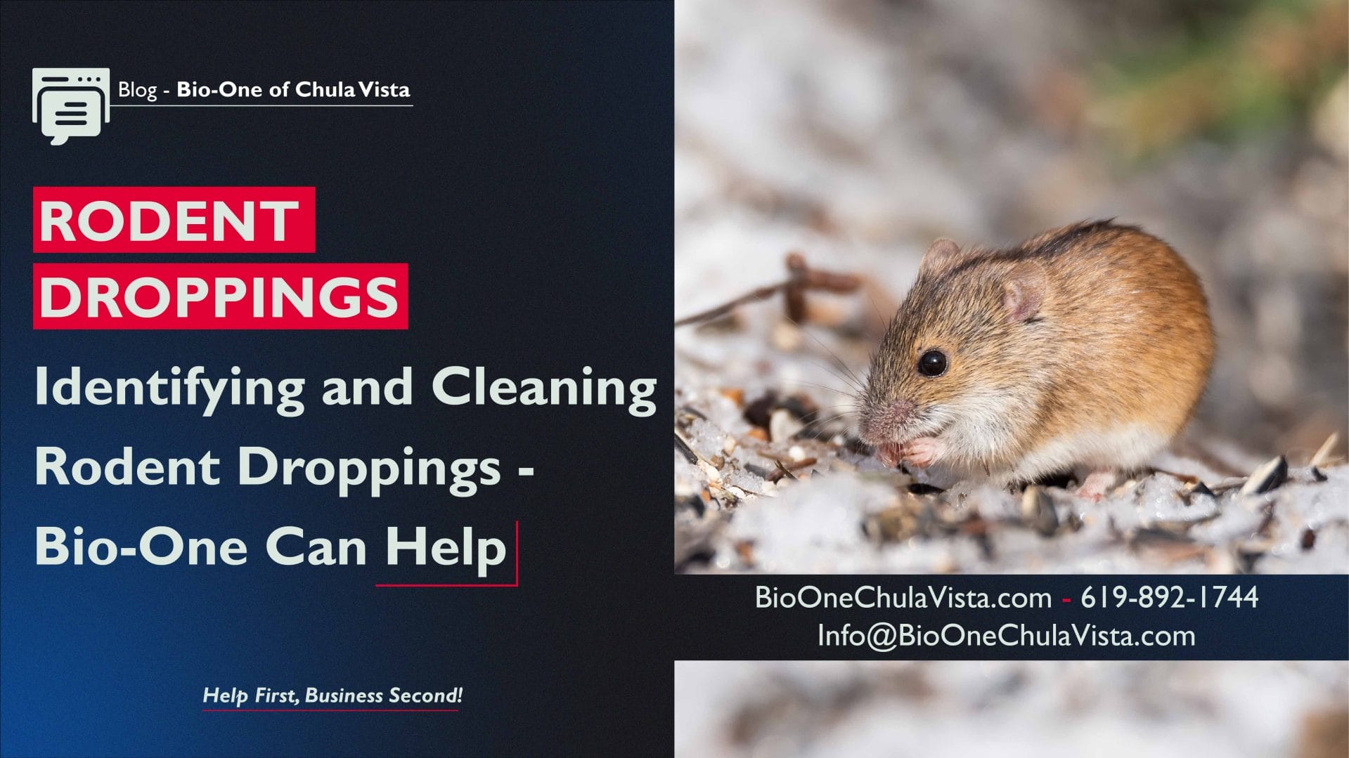 Identifying and Cleaning Rodent Droppings - Bio-One Can Help. Photo credit: @bushalex - Freepik.