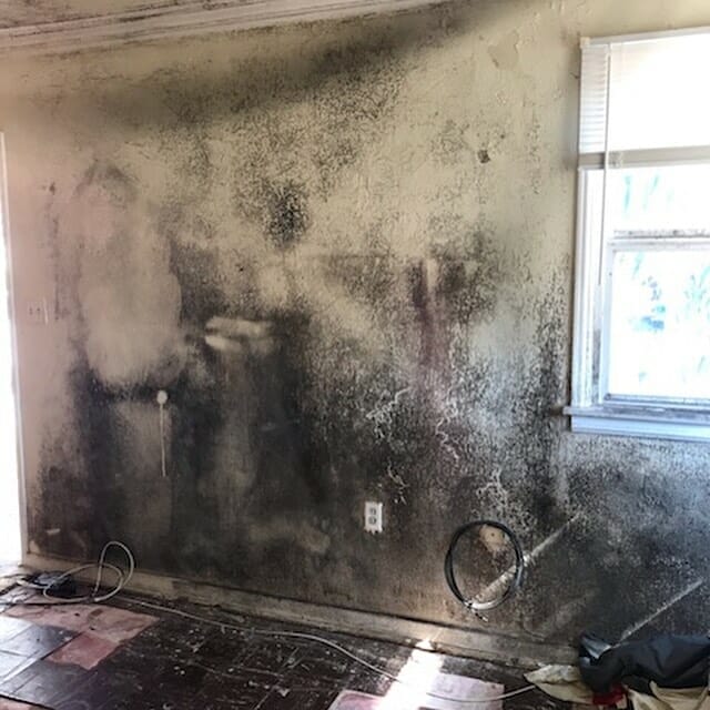 Mold concentrated indoors can become toxic for humans and animals.