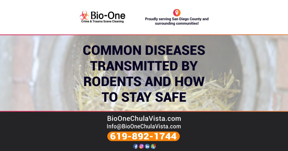 Common Diseases Transmitted by Rodents and How to Stay Safe