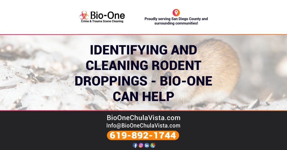 Identifying and Cleaning Rodent Droppings - Bio-One Can Help