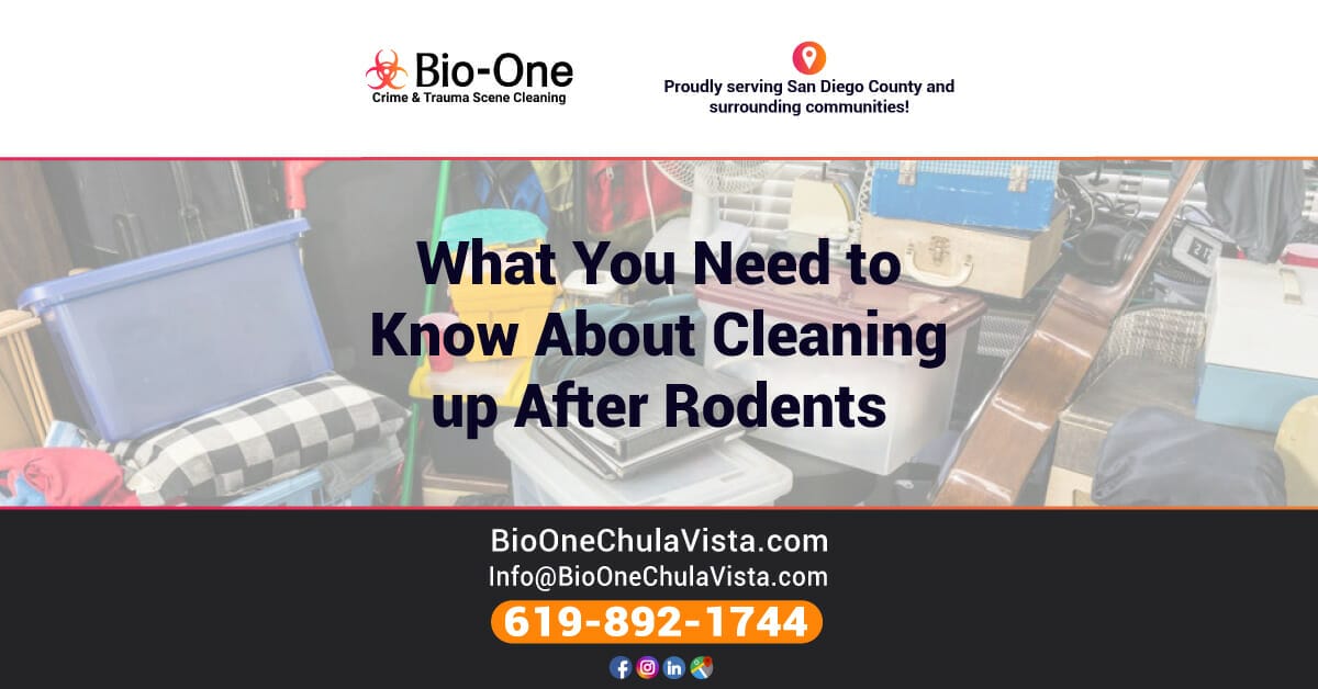 What You Need to Know About Cleaning up After Rodents