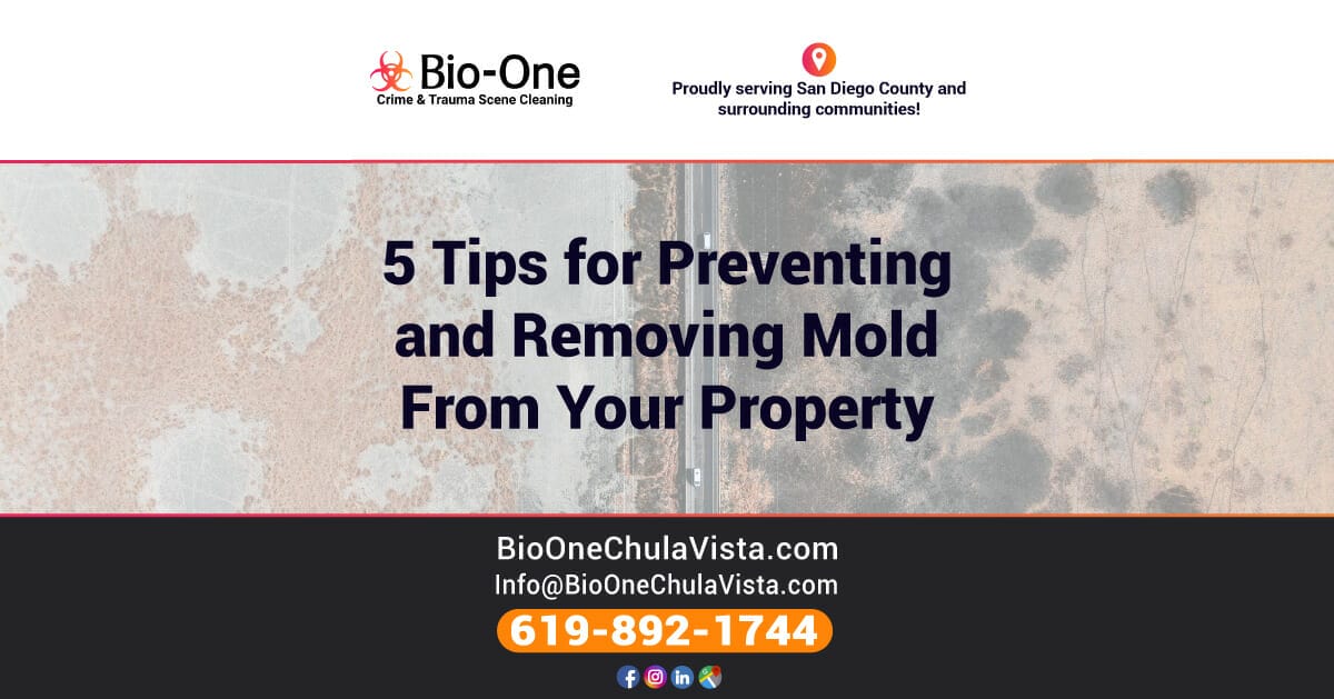 5 Tips for Preventing and Removing Mold From Your Property