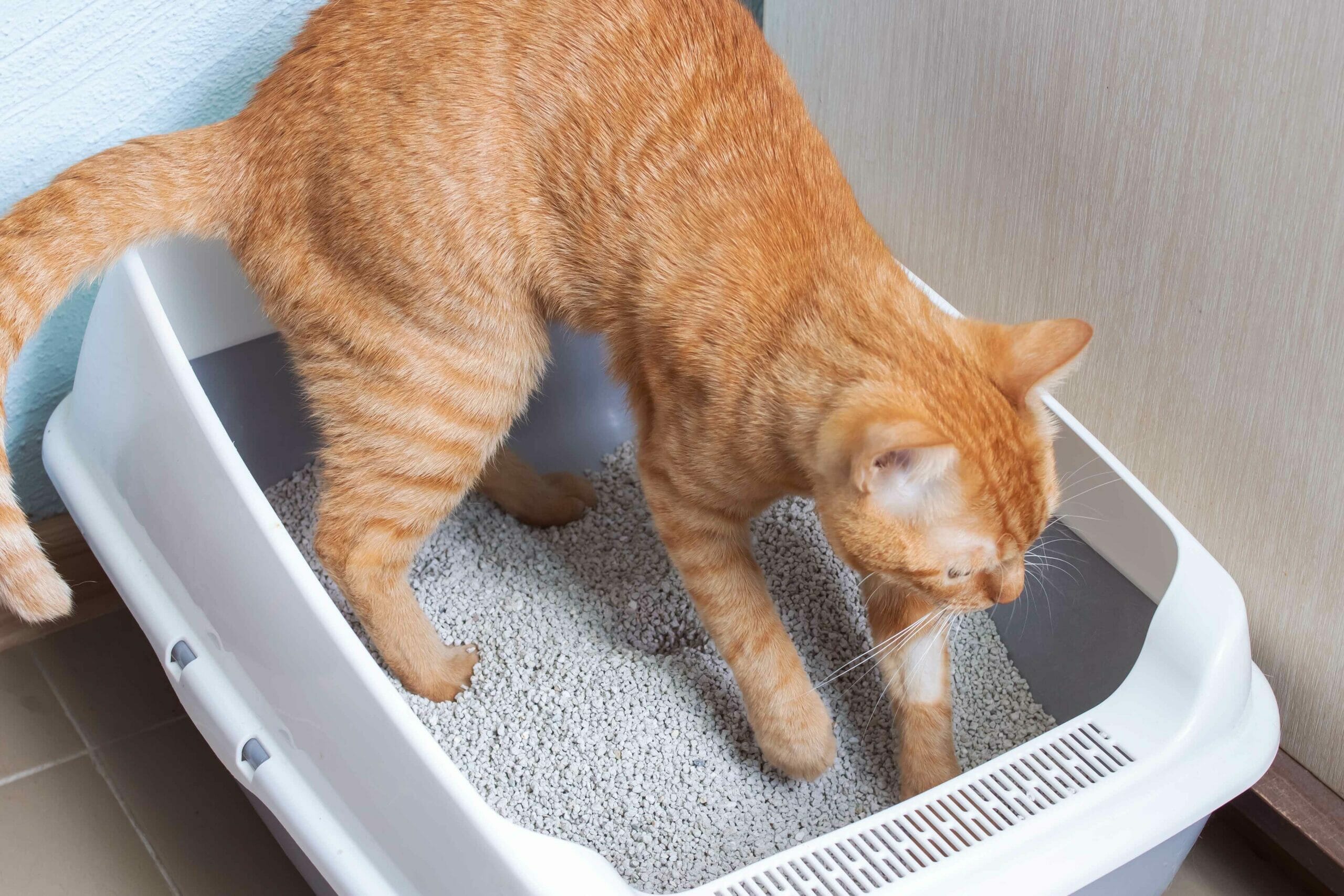 orange cat using litter box 