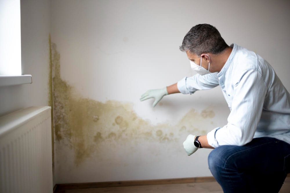 mold damage inspection young person
